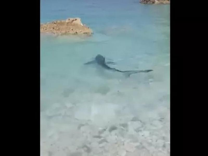 Γαλάζιος καρχαρίας