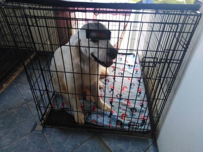 Θεσσαλονίκη: Δίωξη στην 60χρονη που κρατούσε 16 σκυλιά σε άθλιες συνθήκες σε διαμέρισμα