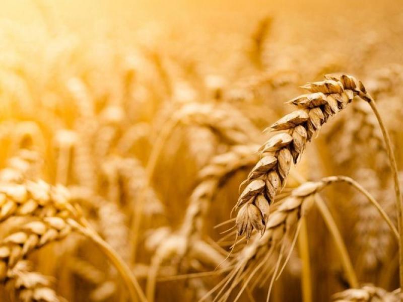Υπουργείο Αγροτικής Ανάπτυξης και Τροφίμων: Πάνω από 400.000 οι οριστικές δηλώσεις ΟΣΔΕ