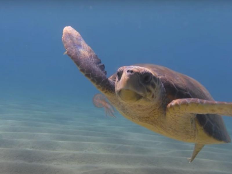 Μάριος: Η χελώνα που καταβροχθίζει μέδουσες και καθαρίζει τις θάλασσες (Video)