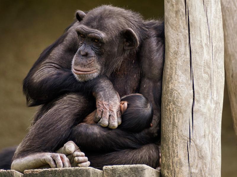 Σφοδρές αντιδράσεις για τη θανάτωση χιμπατζή στο Αττικό Ζωολογικό Πάρκο (video)