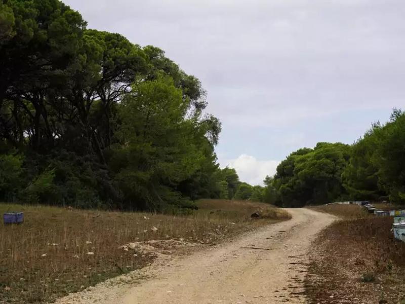 δάσος, μονοπάτι, φύση, δέντρα