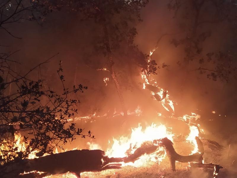 Έβρος - Ξημερώματα Σαββάτου: Η πύρινη λαίλαπα σαρώνει το δάσος της Δαδιάς-Αποπνικτική η ατμόσφαιρα στην Αλεξανδρούπολη