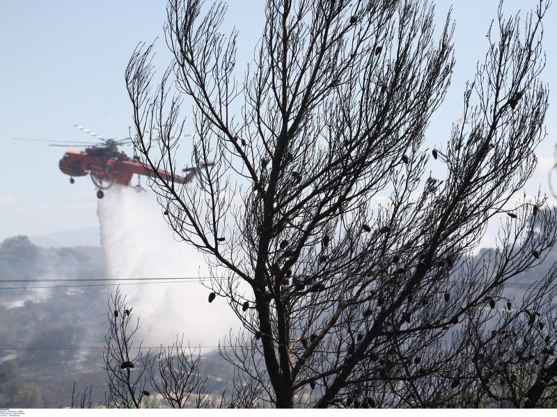 Φωτιά στην Πεντέλη: Φιλοξενία πυρόπληκτων 