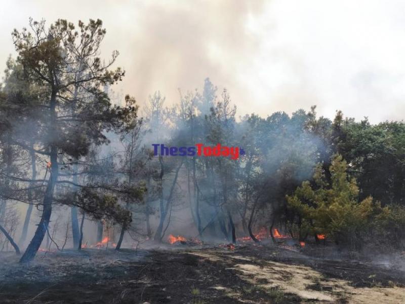 Φωτιά στον Έβρο: Καίγεται το παρθένο δάσος της Δαδιάς – Τιτάνια μάχη των πυροσβεστικών δυνάμεων (VIDEO)
