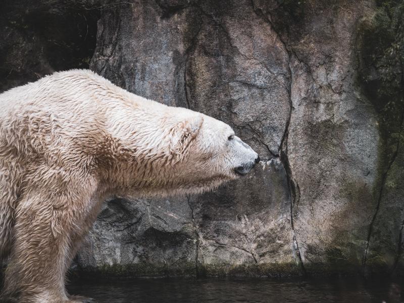 Ο γρίφος της «πολικής αρκούδας» που δίχασε το διαδίκτυο
