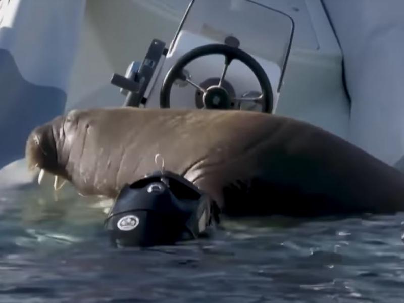 Νορβηγία: Θαλάσσιος ίππος βουλιάζει σκάφη... από το άγχος του!