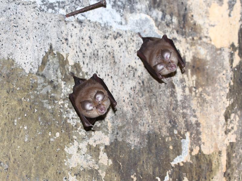 Θεσσαλονίκη: Βραδιά γνωριμίας με τις νυχτερίδες