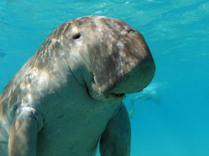 Dugong