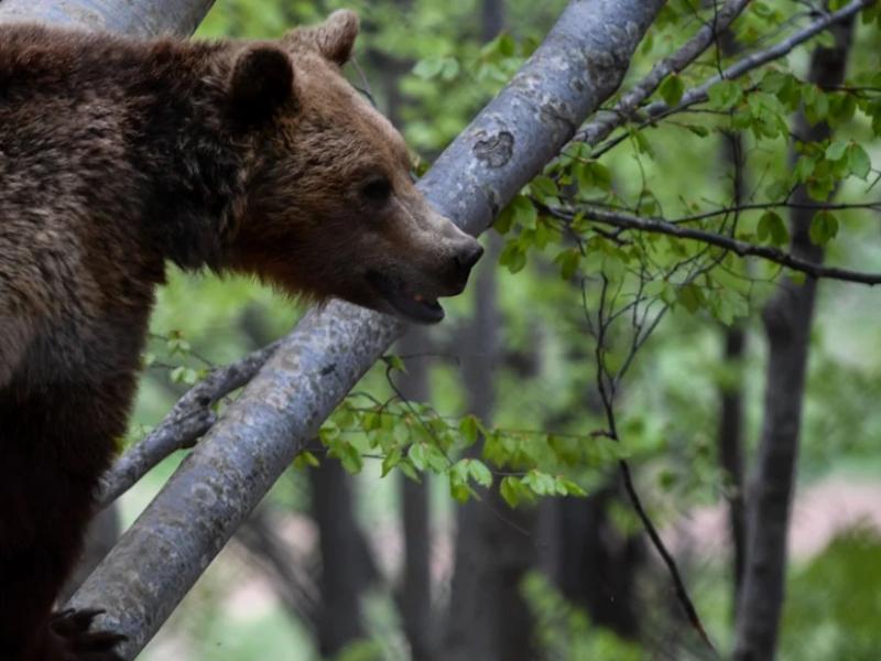 Έγκλημα στη Φλώρινα: Πυροβόλησαν και σκότωσαν τρεις αρκούδες - Η μια θήλαζε ακόμα τα μικρά της