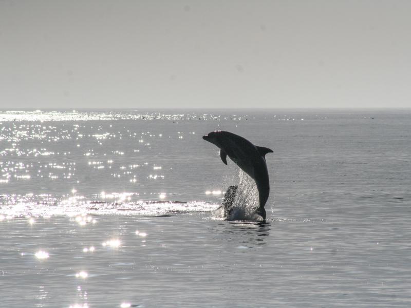 Υπερθέαμα: Το μεγαλύτερο κοπάδι δελφινιών που έχει καταγραφεί στην Ελλάδα 