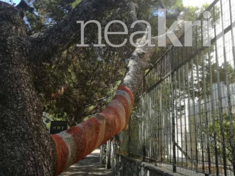 Τα δέντρα του τρόμου στο Ηράκλειο! Πανικός σε δρόμους και έξω από σχολεία