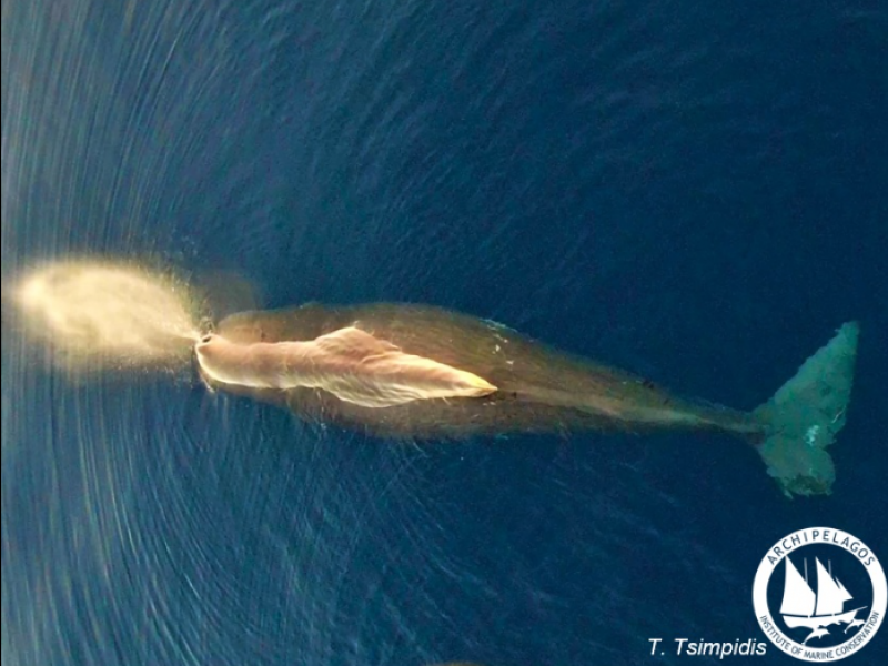 Τεράστια φάλαινα φυσητήρας εντοπίστηκε στο βορειοανατολικό Αιγαίο (Pic)