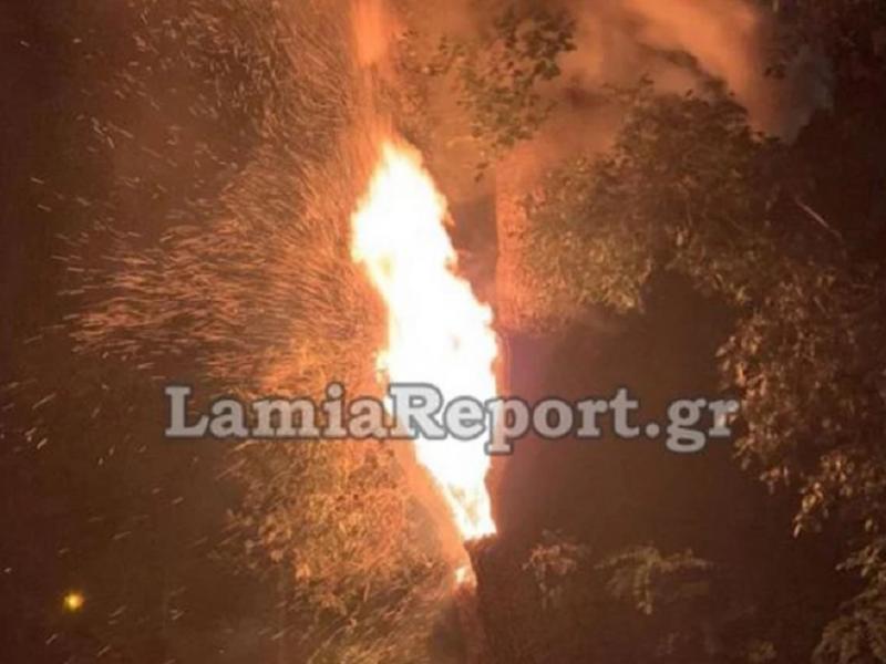 Φωκίδα: Έριξαν δυναμιτάκια και έκαψαν από λάθος πλάτανο 180 ετών