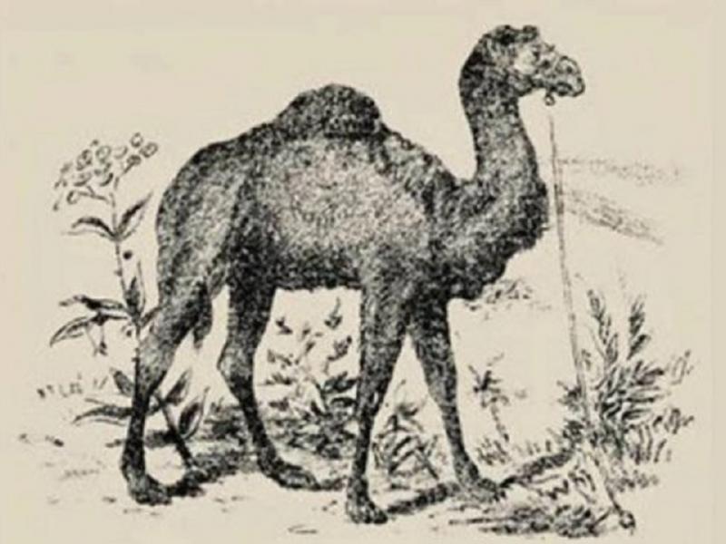 Τεστ ευφυΐας: Μπορείτε να βρείτε τον αναβάτη της καμήλας σε λιγότερο από 30 δευτερόλεπτα;