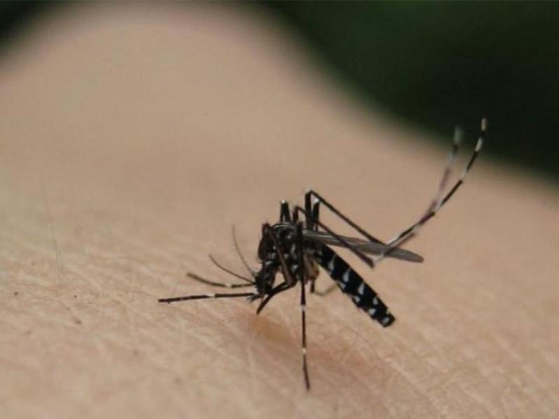 ECDC: Αύξηση ασθενειών από κουνούπια – Αιτία η κλιματική αλλαγή
