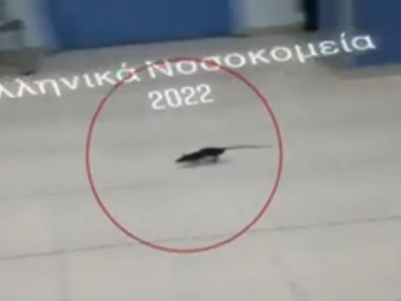 Βίντεο - σοκ: Ποντίκι ανεβαίνει σε ράντζα ασθενών στο νοσοκομείο «Ανδρέας Συγγρός» 