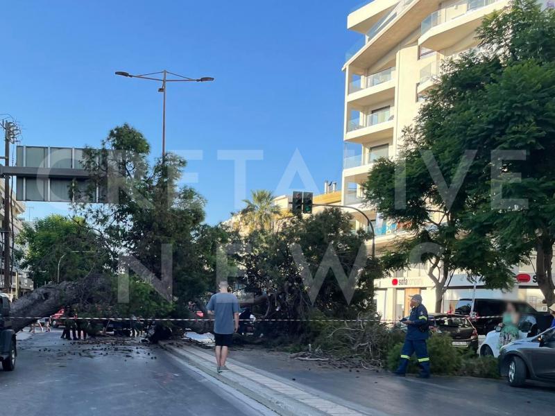 Aσύλληπτο δυστύχημα: Στεκόταν στο φανάρι και ξαφνικά τον καταπλακώθηκε από δέντρο-Εξέπνευσε μετά από λίγο