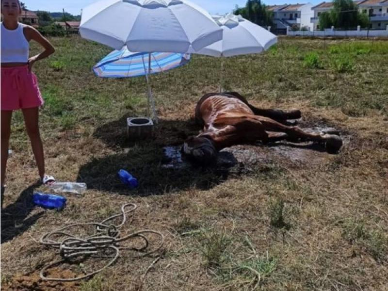 Κέρκυρα: Μέσα στη ζέστη και χωρίς νερό βρέθηκε άλογο! - Δεν κατάφερε να ζήσει