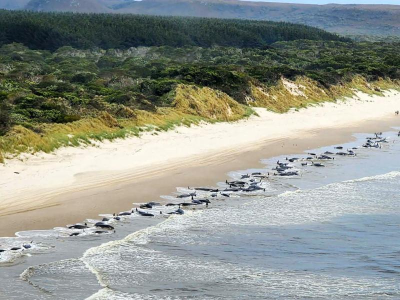 Αυστραλία: Δεκάδες φάλαινες - πιλότοι εξόκειλαν στις ακτές της Τασμανίας