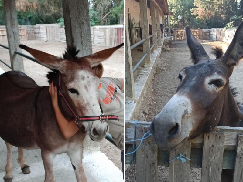 γαϊδουράκια Χαμόγελο του Παιδιού