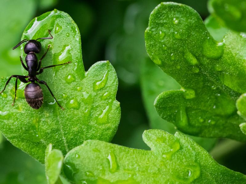 Τελικά πόσα μυρμήγκια υπάρχουν στη Γη;