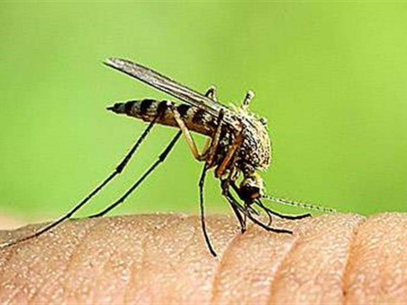 Εγκρίθηκε το εμβόλιο κατά του ιού τσικουνγκούνια - Μεταδίδεται από το κουνούπι-τίγρη