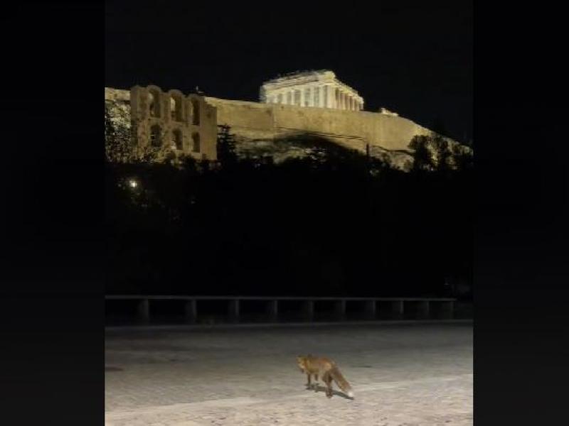 αλεπού ακρόπολη