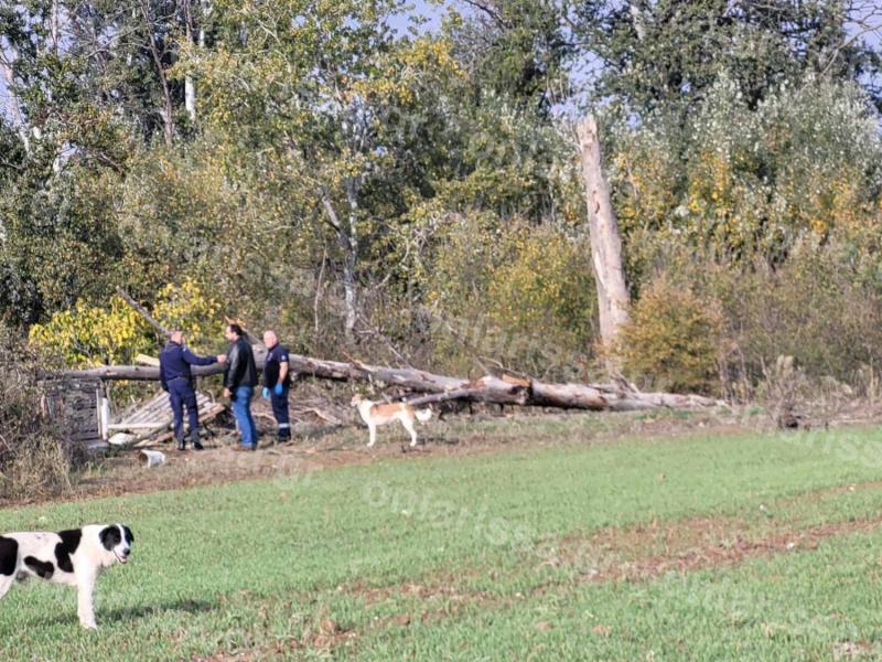 Δέντρο πλάκωσε ηλικιωμένη στη Λάρισα