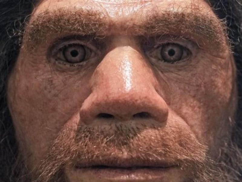 neanderthal