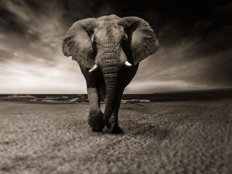 Γρίφος για μικρούς και μεγάλους: Τι είναι μεγάλο σαν ελέφαντας;