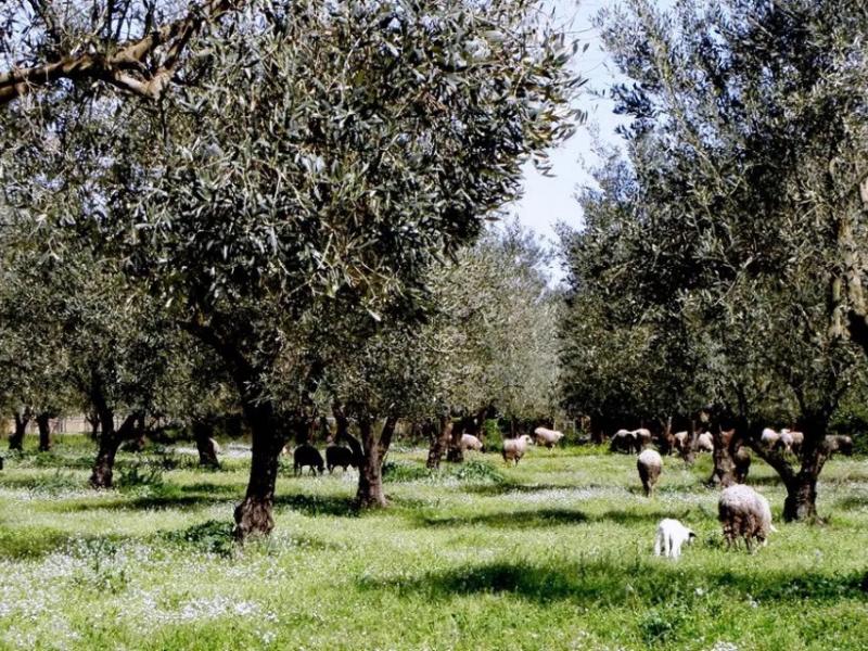 Κρήτη – Νότιο Ρέθυμνο: Ούτε ένα ευρώ δεν έχουν δει οι πυρόπληκτοι αγρότες