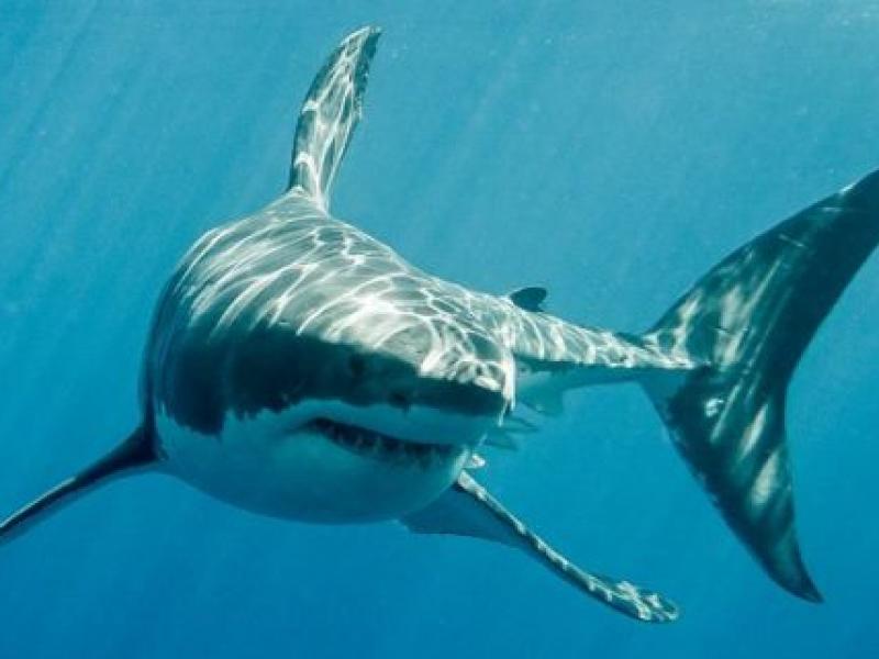 Ασύλληπτο! Λευκός καρχαρίας αποκεφάλισε δύτη