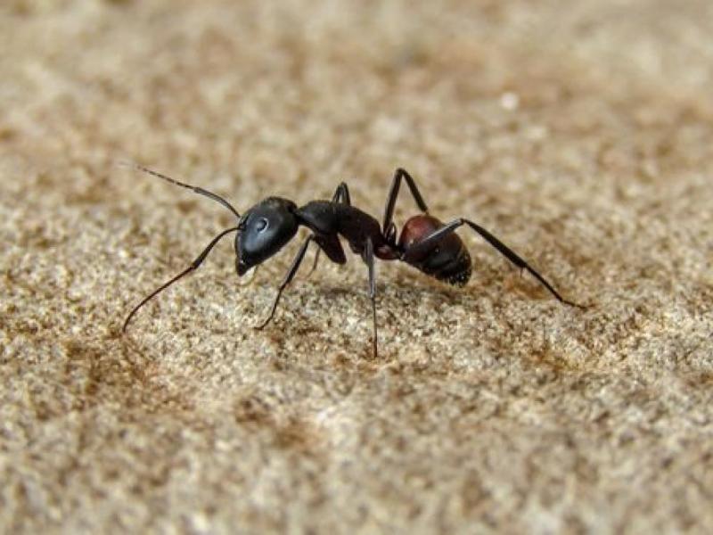 Έρευνα: Τα μυρμήγκια μπορούν να μυρίσουν τον καρκίνο στα ούρα