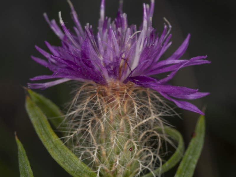 Campanula_pangea