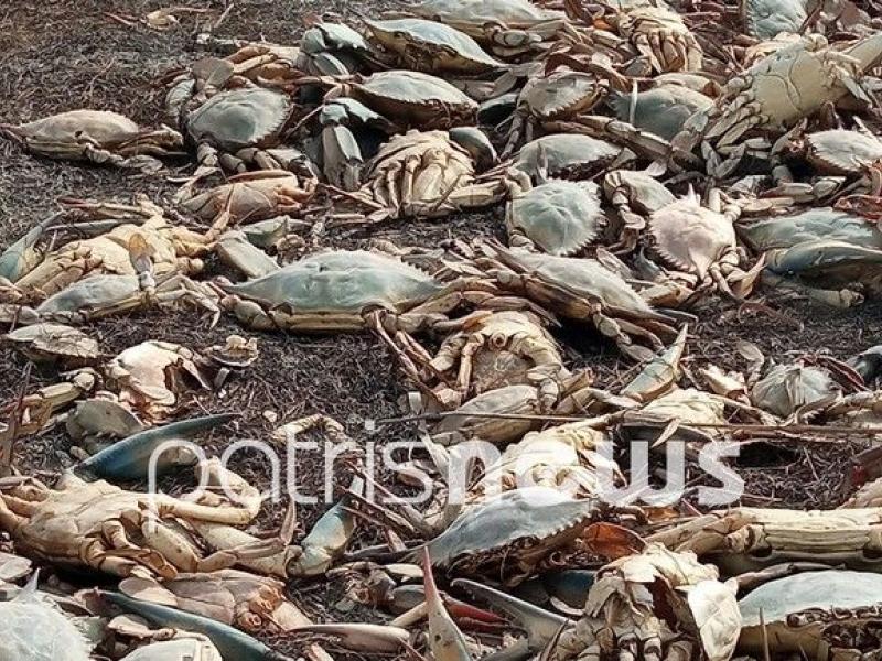 Ηλεία: Μυστήριο με χιλιάδες νεκρά καβούρια στον υδροβιότοπο Κοτυχίου
