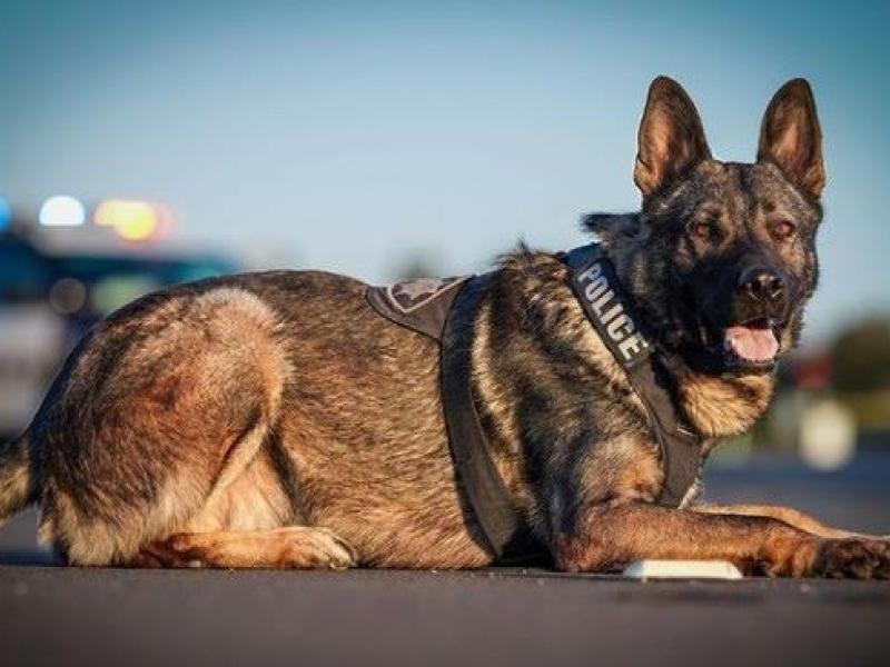 Θεσσαλονίκη: Αστυνομικός σκύλος βρήκε ναρκωτικά σε παιδικό κάθισμα αυτοκινήτου