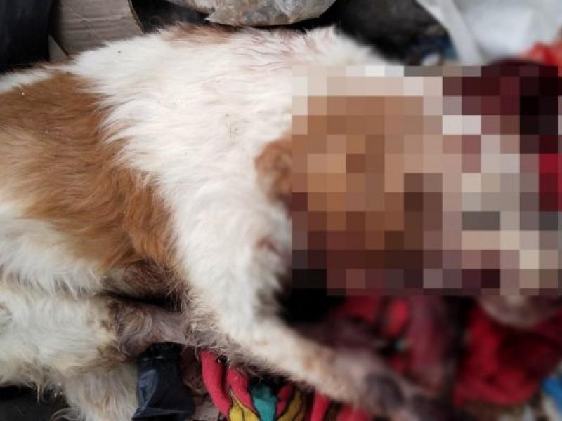 Βάναυση κακοποίηση σκύλου στην Κρήτη