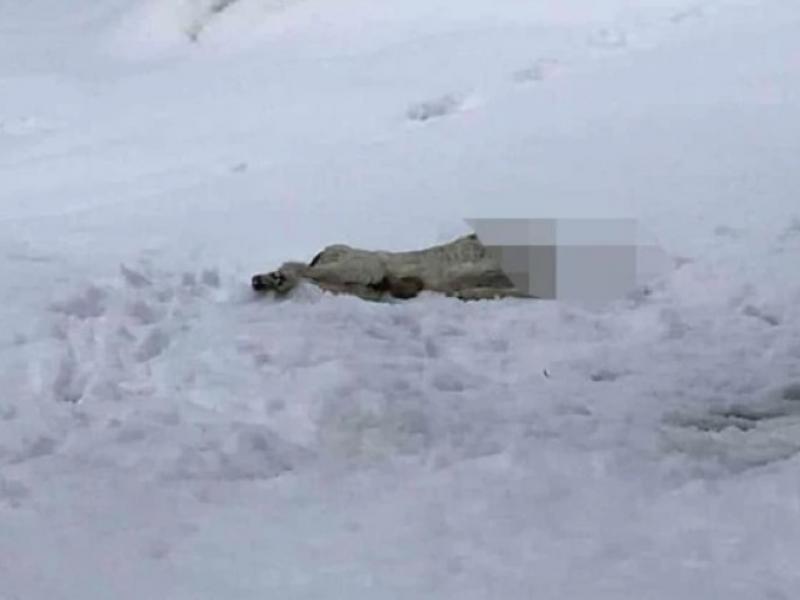 Κτηνωδία στον Βόλο: Αποκεφάλισαν σκύλο και τον πέταξαν στα χιόνια