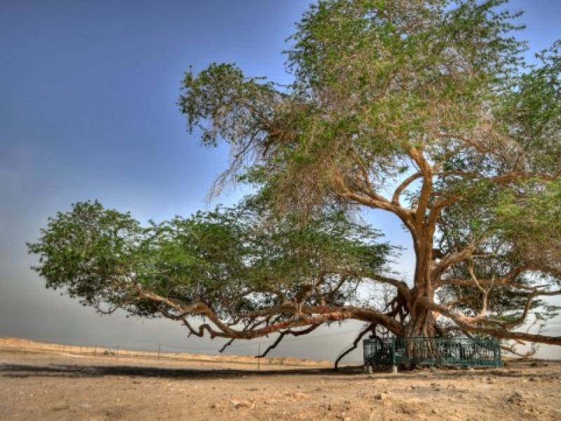 Το «δέντρο της ζωής»: Ένα δέντρο στη μέση της ερήμου