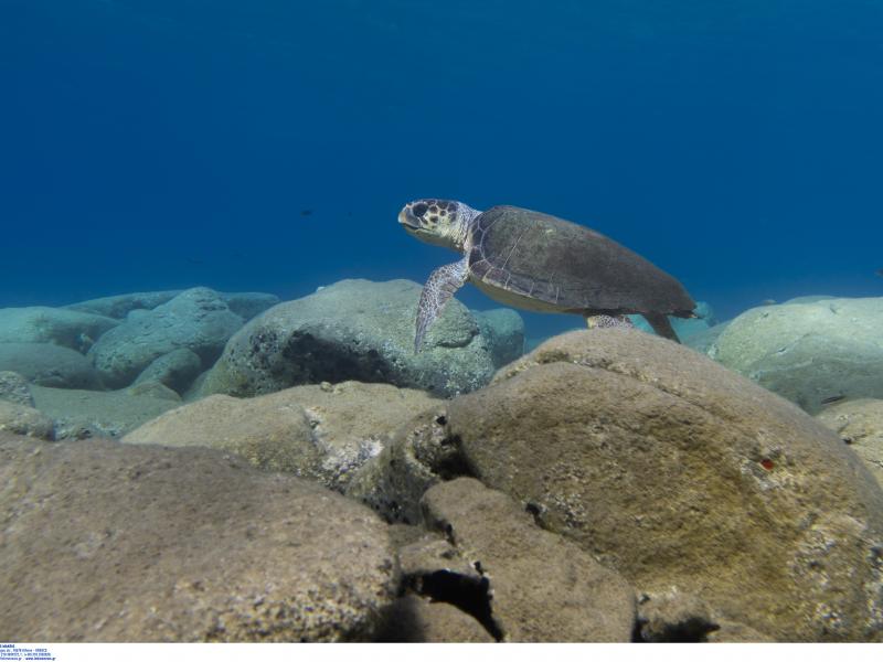 Εντοπίστηκαν πετρώματα πλαστικών σε καταφύγιο θαλάσσιων χελωνών - Τι λένε οι επιστήμονες