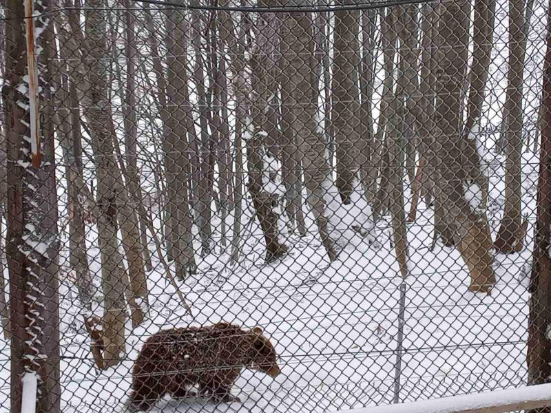 Οι αρκούδες στο Νυμφαίο κάνουν βόλτες στο χιόνι