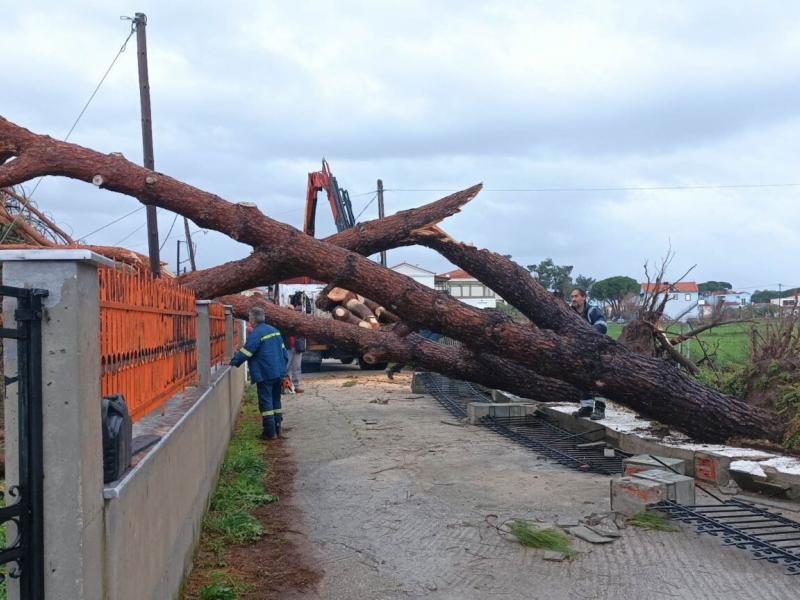 Κακοκαιρία στη Λέσβο: Πτώσεις δέντρων - Ο αέρας παρέσυρε κεραμίδια από σκεπές