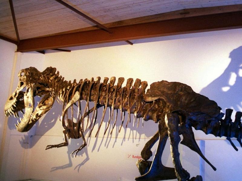 Ελβετία: Πουλήθηκε σε δημοπρασία για πρώτη φορά σκελετός Tυραννόσαυρου Ρεξ 