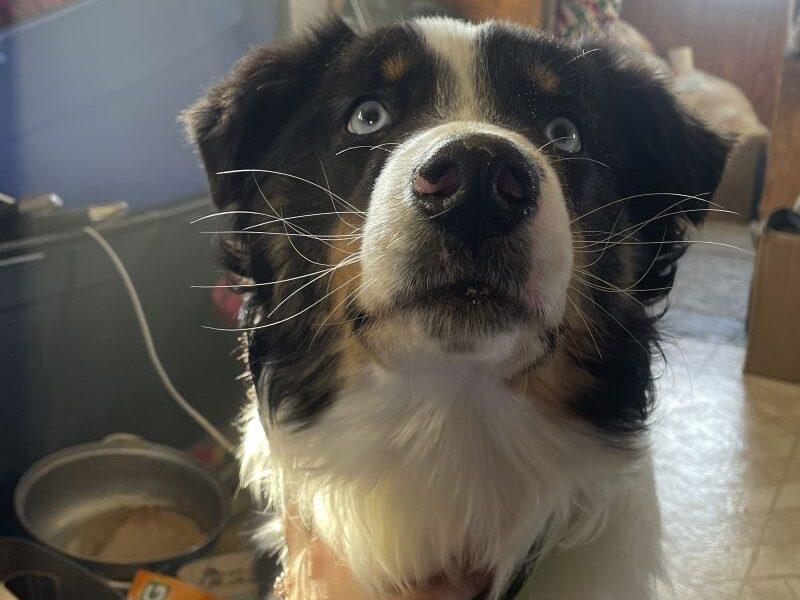 doggo