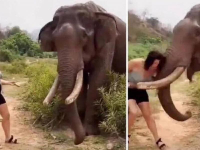 Συγκλονιστικό βίντεο: Ελέφαντας τινάζει στον αέρα τουρίστρια που έπαιζε μαζί του 