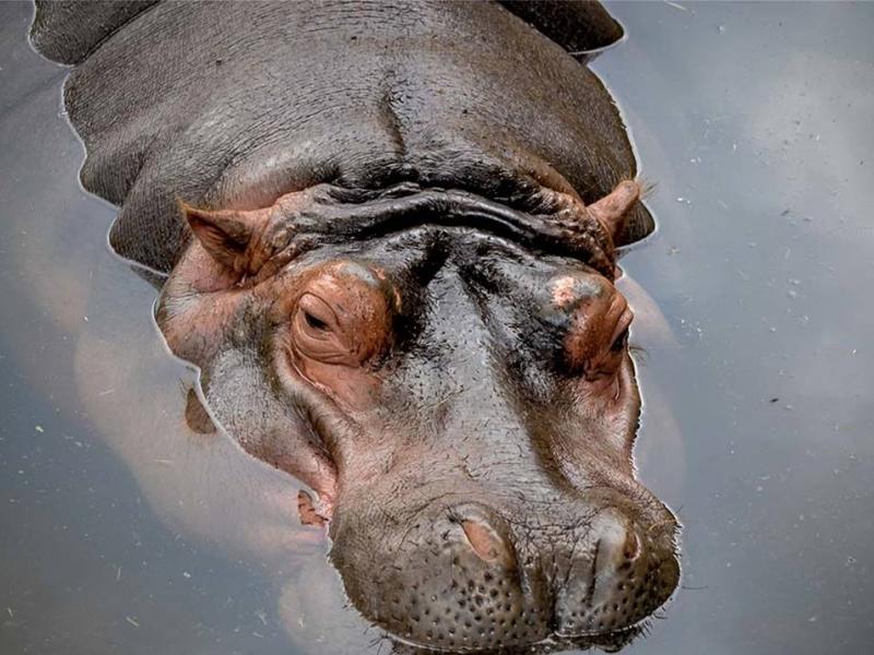 hippo