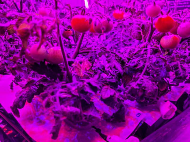 Έρχονται στη Γη οι πρώτες ντομάτες που καλλιεργήθηκαν στο Διάστημα