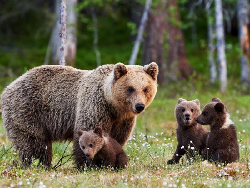 Μέτσοβο: Οικογένεια αρκούδων έκανε βόλτα σε αγρόκτημα (Βίντεο)