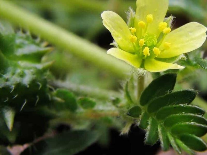 tribulus